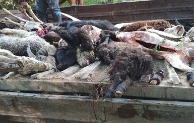 Жертвы молний: разряды убивают домашний скот и людей на курортах