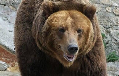 В России медведей и кабаргов признали стратегически важным ресурсом