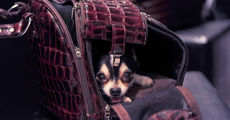 Собака открыла багажный отсек самолета, летевшего в Москву