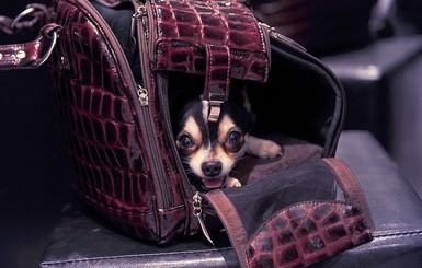 Собака открыла багажный отсек самолета, летевшего в Москву