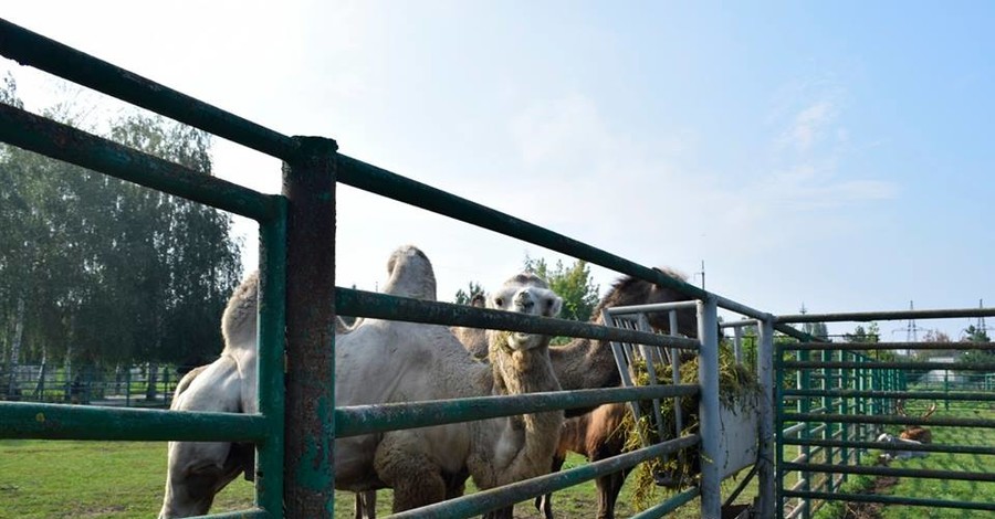 Верблюд-переселенец из Донбасса в новом зоопарке попал в любовный треугольник