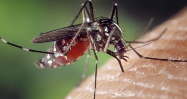 Мэр французского города запретил комаров