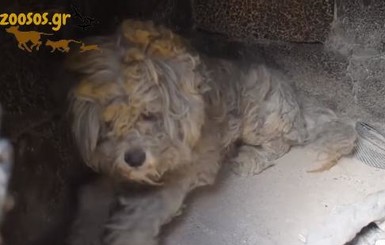 В Греции собака неделю пряталась в печи от пожаров