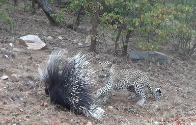 В ЮАР леопард пытался напасть на дикобраза, но так и не понял, что с ним делать
