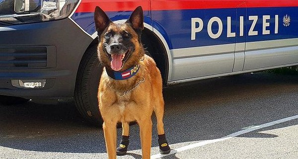 Полицейских собак Австрии и Швейцарии обули в ботинки