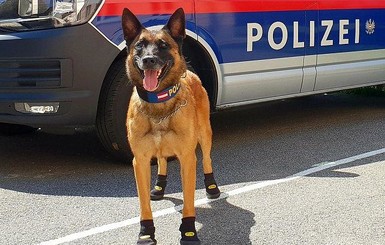Полицейских собак Австрии и Швейцарии обули в ботинки