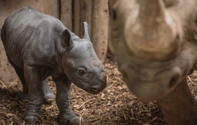 В Великобритании родился редкий черный носорог