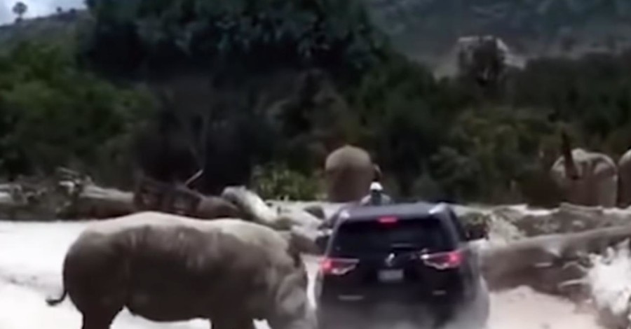 В Мексике носорог напал на машину с людьми