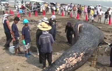 На побережье Японии выбросился редкий голубой кит