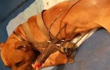 Жителю Киевской области, который проткнул собаку вилами, сообщили о подозрении