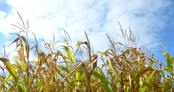 Киевлянин пытался изнасиловать 8-летнюю девочку в кукурузном поле