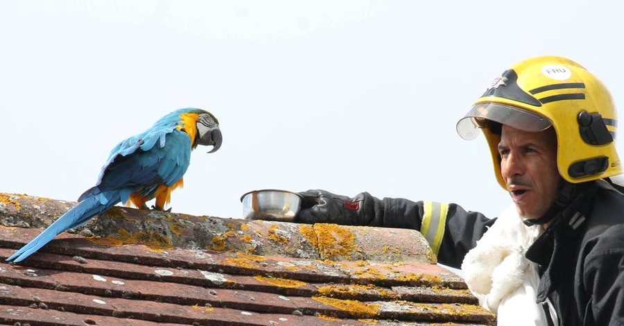 В Лондоне попугай обматерил приехавших спасать его пожарных