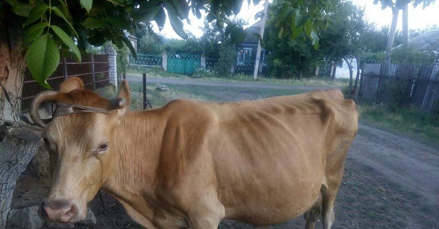 Рай для коров: в приюте под Николаевом спасли жизни более чем 600 животным