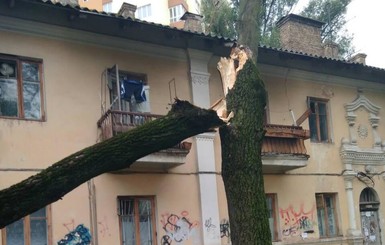 Непогода в Киеве: 200 поваленных деревьев и 5 электроопор