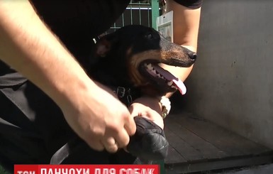 В Украине пограничных собак одели в носки