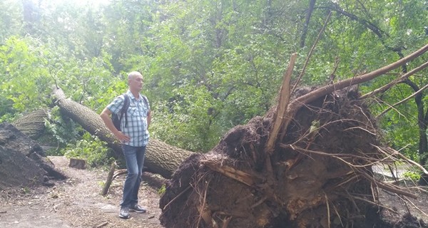 Непогода в Киеве повалила 300 деревьев и еще 500 повредила