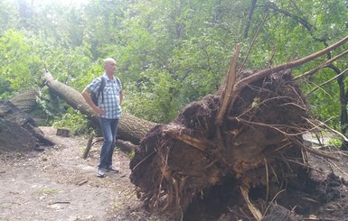 Непогода в Киеве повалила 300 деревьев и еще 500 повредила