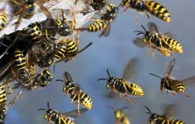 Почему пчелы умирают, в отличии от осы, когда жалят?