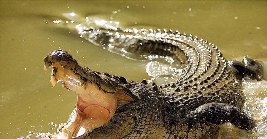 В Австралии крокодил попытался запрыгнуть в лодку к рыбакам 