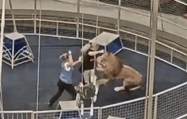 В московском цирке лев набросился на дрессировщика