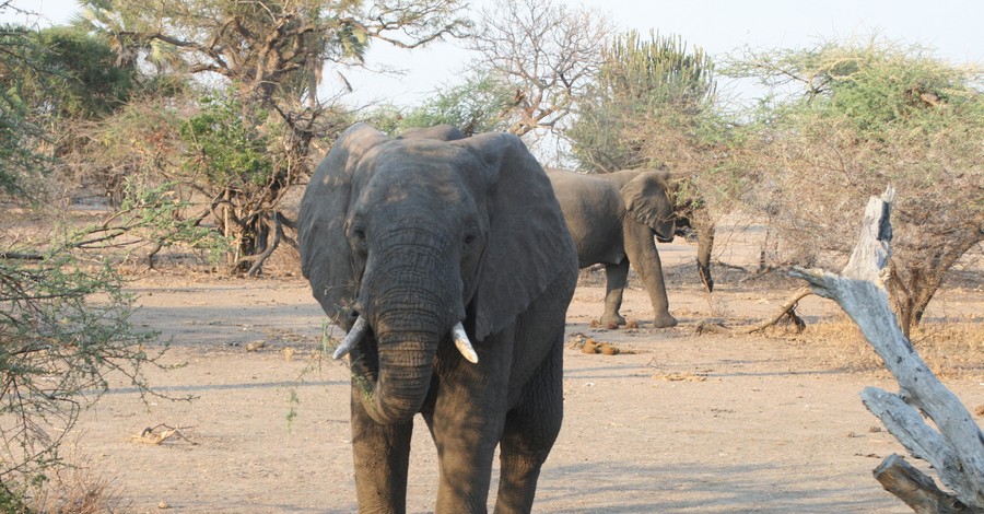В Ботсване нашли 90 мертвых слонов