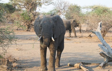 В Ботсване нашли 90 мертвых слонов
