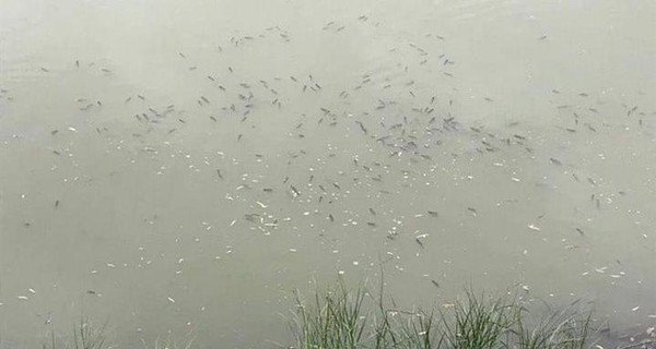 В киевском озере на Теремках массово погибла рыба