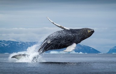Мир достиг согласия: киты нуждаются в защите