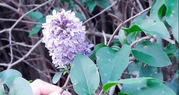 В Житомирской области цветут весенние растения