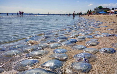 Одесские пляжи усеяны мертвыми медузами