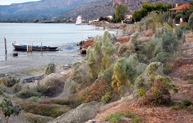 Ковер из паутины на побережье Греции: страшно красиво 