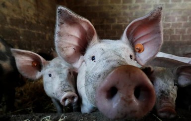 Украинские свиньи болеют чумой
