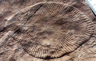 Ученые нашли останки существа, которым около 558 миллионов лет
