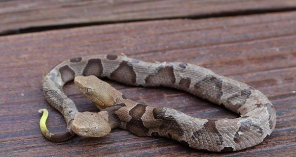 В США нашли змею с двумя головами