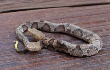 В США нашли змею с двумя головами