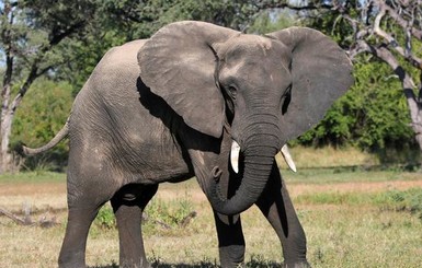 В Зимбабве слон затоптал 45-летню туристку
