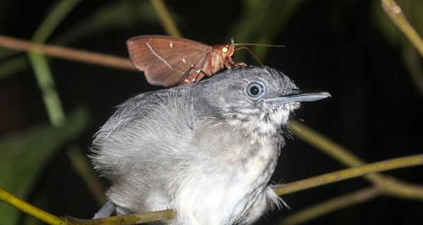 В Бразилии впервые мотыльки пьют слёзы спящих птиц 