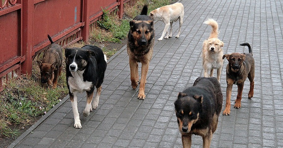 Как бродячие собаки украинок от бандитов спасали