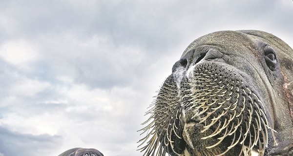 Фотографы выбрали лучшие работы, посвященные природе