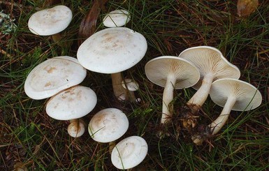 В Днепре 7-летний мальчик умер, отравившись грибами