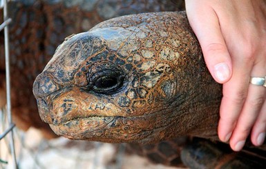 На Галапагосских островах из спеццентра украли 123 черепахи вымирающих видов