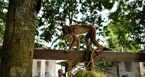 На Шри-Ланке обезьяна убила женщину кокосом