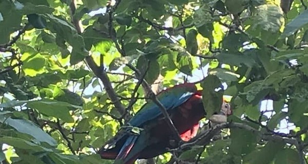 В Одессе третий месяц ловят попугая ара