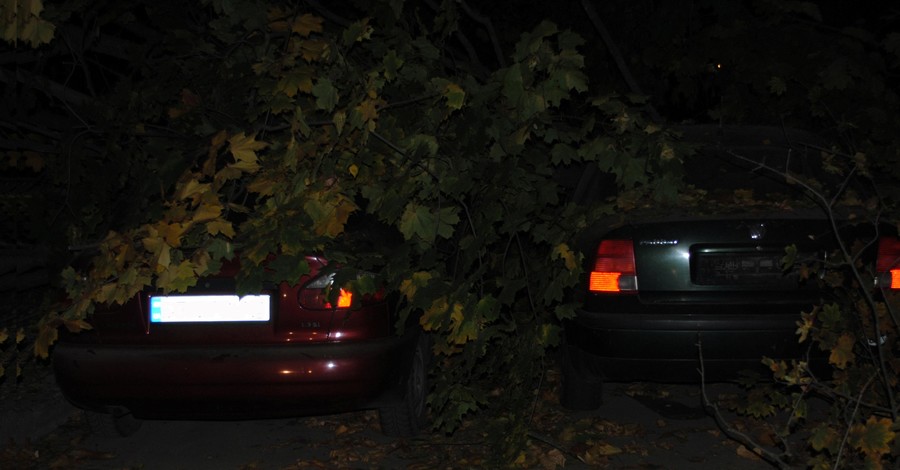 В Николаеве дерево раздавило две машины