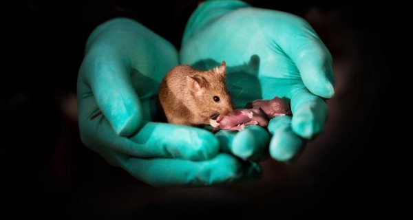 В Китае впервые появились мыши из биоматериала двух самок