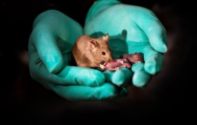 В Китае впервые появились мыши из биоматериала двух самок