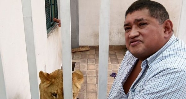 У Мексиканца дома живут 3 взрослых льва. Соседи напуганы до смерти.