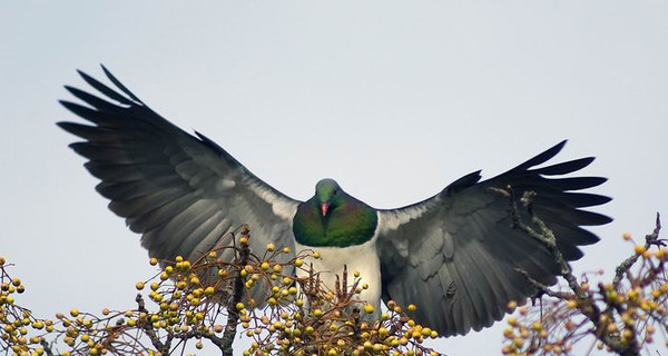 Хмельной голубь стал птицей года в Новой Зеландии