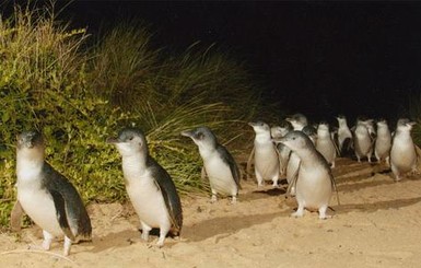 Австралийские собаки загрызли 58 пингвинов