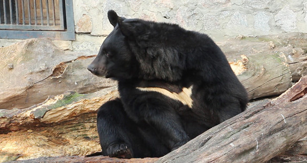 В Харьковском зоопарке к зиме начали откармливать медведей